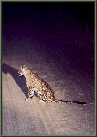 Leopard Sambia